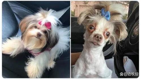 狗狗最新爆料视频播放大全,萌宠瞬间,笑料横生! 第1张 狗狗最新爆料视频播放大全,萌宠瞬间,笑料横生! 第1张